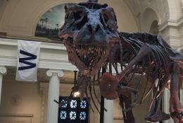 SUE the T Rex at the Field Museum in Chicago